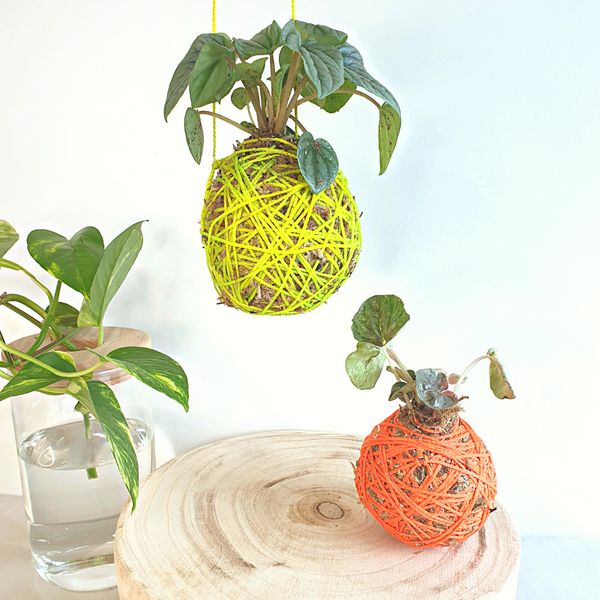 Caring for your Kokedama Balls