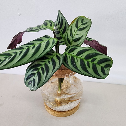 Calathea Hydro Vase