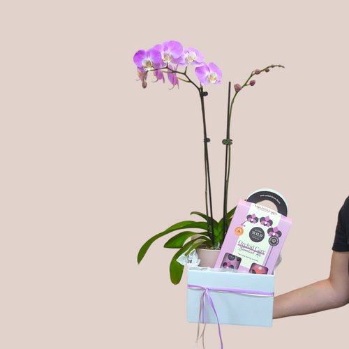 Orchid Lovers Hamper