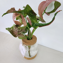 Load image into Gallery viewer, Syngonium Hydro Vase