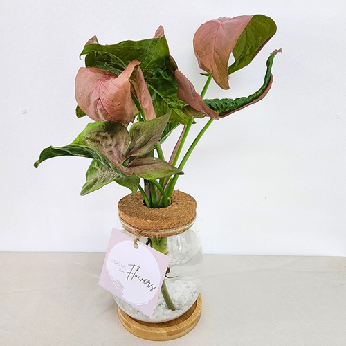 Syngonium Hydro Vase