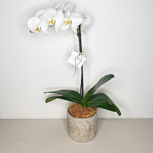 Phalaenopsis Orchid